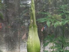 -北京植物园-展览温室