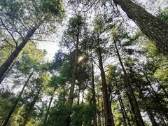 -重庆睡佛山森林公园
