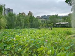 -沐仙湖湿地公园