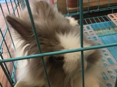 -志龙皇冠吃货椰子铺