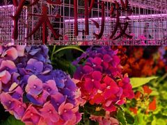 -深圳国际园林花卉博览园