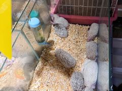 -青石桥花鸟鱼虫市场(叠翠城店)