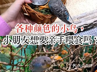 各种颜色的小鸟,小朋友想要亲手喂食吗？