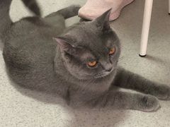 -我爱猫咪·猫咖·狗咖·安哥拉兔·羊驼咖(小寨华旗店)