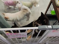 -柴犬小屋·柴餐厅·狗咖食堂(金鼎广场店)