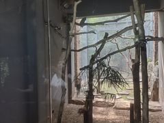 -鸡鸣汤包(红山动物园店)