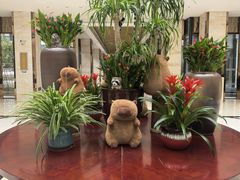 -廊坊固安福朋喜来登酒店