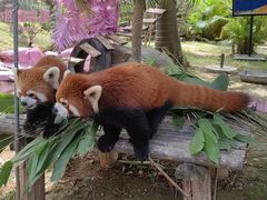 -灵玲国际马戏城