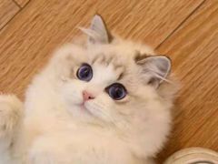 -欣宠猫屋·矮脚拿破仑·蓝金金渐层