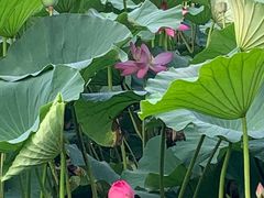 -长春市南湖公园