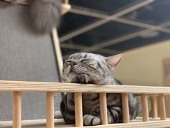 -猫和宫(六道口店)