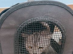 -瑞派·关忠动物医院·异宠专科·犬猫肿瘤·皮肤专科(望京店)