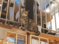 -猫的天空之城概念书店(苏州平江店)