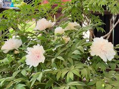 -洛阳市隋唐城遗址植物园
