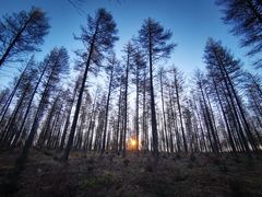 -塞罕坝国家级自然保护区