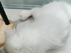 -安格丽娜·狗咖·猫咖羊驼咖(春熙路百盛商场店)