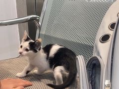 -四月宠物医院·猫专科·心脏专科·内科(转塘店)
