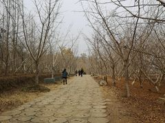 -千年银杏谷文化旅游区