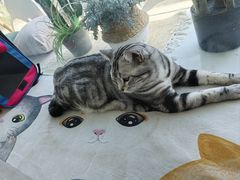 -纳吉亚猫专科动物医院·北北分院