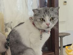 -共舞时光猫咖·狗咖(新街口店)