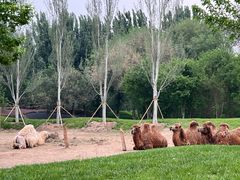 -北京野生动物园