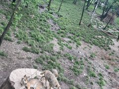 -哈尔滨北方森林动物园