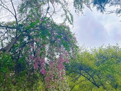 -深圳国际园林花卉博览园