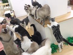 -李小姐の猫咖啡馆(五角场店)