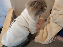 -喵屿·大理花园猫咖