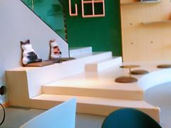 大堂-飞行喵MR PILOT|猫舍·猫咖(静安大融城店)