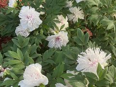 -洛阳市隋唐城遗址植物园