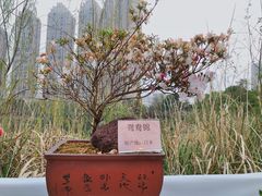 -琴亭湖公园