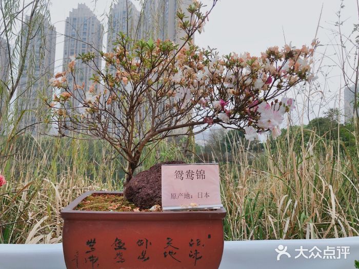 琴亭湖公园图片