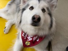 -Husky Go! 哈士奇体验馆·宠物咖啡厅狗咖