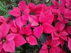 android_upload_pic-沈阳植物园