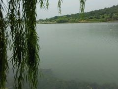 -羊山湖公园