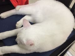 -鼓捣猫呢主题猫咖店