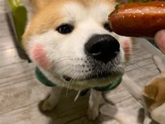 -百好乐宠物友好餐厅(朝外大街店)