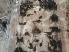 -新江湾城公园