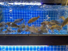 -吉布鲁牛排海鲜自助(芙蓉万家丽店)