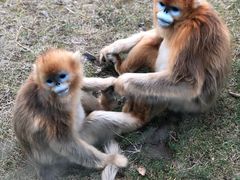 -西安秦岭野生动物园