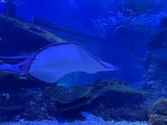 -海合安武汉极地海洋公园