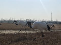 -盐城丹顶鹤湿地生态旅游区