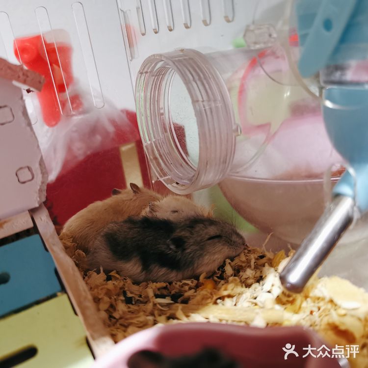 繁殖能力报表的小仓鼠（一家16口）