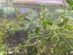 -上海昆虫博物馆