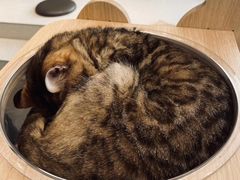 -飞行喵MR PILOT|猫舍·猫咖(静安大融城店)