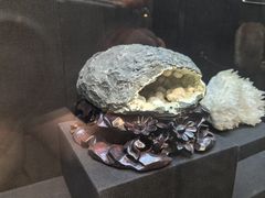 -烟台自然博物馆