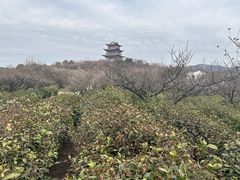 -南京市溧水区傅家边梅花山弄山庄