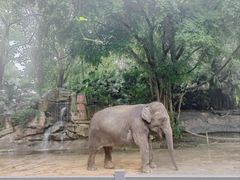 -深圳野生动物园