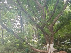 -成都市活水公园